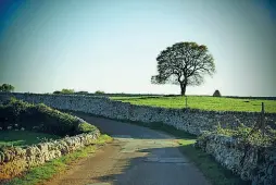  ??  ?? La storia Nella foto grande Paolo Belloni a lavoro sui fichi nei Giardini di Pomona, nel cuore della Puglia. Belloni è un fotografo milanese che a un certo punto ha scelto di cambiare vita