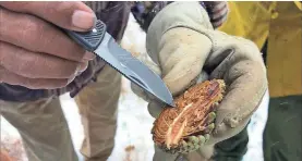  ?? AP ?? The seeds in ponderosa pine cones are key to the region’s future forests.