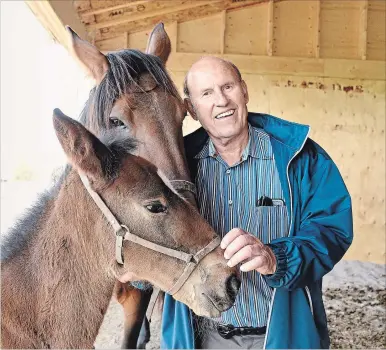  ?? CHERYL CLOCK
THE ST. CATHARINES STANDARD ?? While Tom Rankin might be recognized as a constructi­on industry icon in Niagara, there is another part of his life. He loves horses. On Saturday he will open his barn to children and families as part of a literary contest for kids.