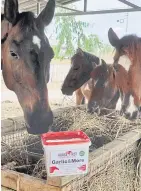  ?? KATESUDA METEEVIWAT ?? A supplement­ary diet is given to horses to give them an odour that chases away mosquitos, gnats and gadflies.