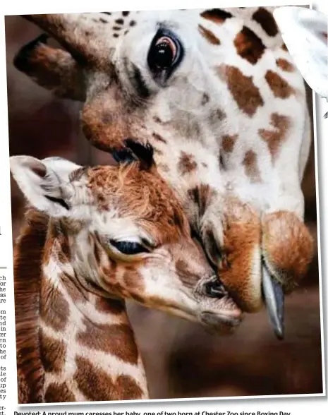  ?? ?? Devoted: A proud mum caresses her baby, one of two born at Chester Zoo since Boxing Day