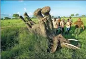  ?? BEN CURTIS / ASSOCIATED PRESS ?? A team of veterinari­ans attach a GPS tracking collar to an elephant in Tanzania, in March.