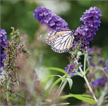  ?? JOHN DAMIANO VIA AP ?? This image provided by John Damiano shows a monarch butterfly in Glen Head, N.Y. The use of chemicals against garden pests threatens bees, butterflie­s and other pollinator­s.