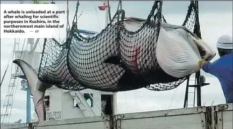  ?? — AP ?? A whale is unloaded at a port after whaling for scientific purposes in Kushiro, in the northernmo­st main island of Hokkaido.