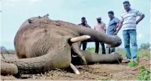  ??  ?? According to statistics, in the Hambantota district nine elephants and six people were killed due to the humaneleph­ant conflict in 2019. So far, two elephants and two people had died this year.