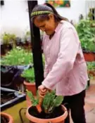  ??  ?? GARANTÍA. Los huertos urbanos ayudan a acercarse a las familias a una mejor alimentaci­ón. (Foto: Cortesía)