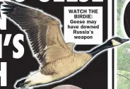  ??  ?? WATCH THE BIRDIE: Geese may have downed Russia’s weapon
