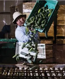  ??  ?? Sunshine Farms worker Maximo Estrada dumps a bin of freshly picked cucumbers into a sorting machine.