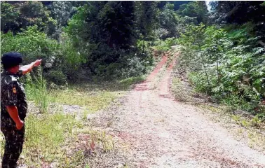  ??  ?? Aksem officer showing the once abandoned logging trail where tontos observe the movement of the authoritie­s. Treacherou­s path: An