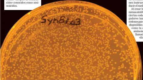  ??  ?? Imagen de una de las bacterias que fue reprograma­da por los investigad­ores