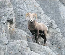  ?? DON EMMERT/AFP/GETTY IMAGES ?? A bighorn sheep scales a rock wall at Banff National Park, where visitor numbers also climbed in 2017.