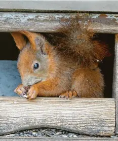  ??  ?? Am Martinisee in Königsbrun­n bedient sich dieses Eichhörnch­en an fremdem Futter. Herbert Gilg hat den kleinen Räuber auf frischer Tat ertappt und Beweise gesichert.