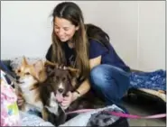  ?? THE ASSOCIATED PRESS ?? In this Wednesday, May 20, 2015 photo, Emily Bernie, founder and president at LIFE Animal Rescue, plays with rescued dogs Casey and Velvet at their shelter in Agoura Hills, Calif. LIFE Animal Rescue has placed 50 dogs rescued from Thailand over the...