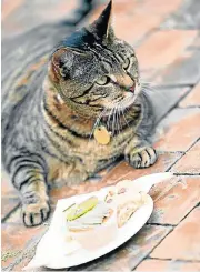  ?? /The Times ?? Gadgets galore: Apps that connect things to the internet can now even help to feed the cat.