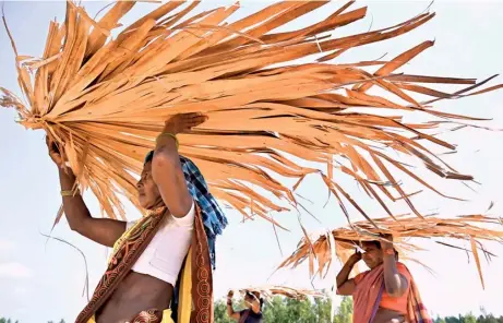  ?? G.N. RAO ?? Daily grind: Koya tribal workers trying to escape from the blazing sun using palm leaves while harvesting chilli crop on the banks of the Sabari river near Chintoor in Alluri Sitarama Raju district of Andhra Pradesh on Monday.