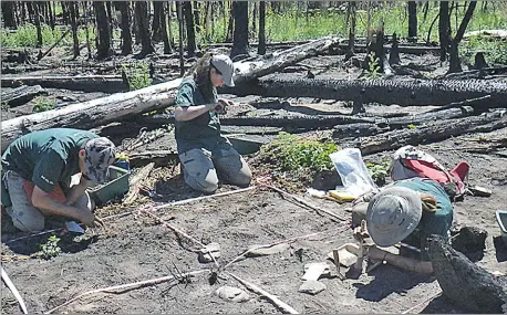  ?? Photos courtesy University of Lethbridge ?? The crew, (from left to right) Kevin Black Plume, Alanna Shockley and Tatyanna Ewald, excavates a hearth.