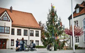  ?? ?? Pfaffenhof­en hatte vergangene­s Jahr einen Christbaum als Maibaum. Er gewann sogar das Voting unserer Zeitung für den schönsten Maibaum im Landkreis 2023.