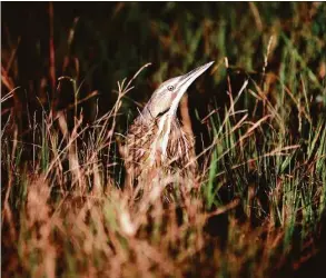  ?? Associated Press file photo ?? An American bittern hides in the grass during the annual 24-hour Christmast­ime ritual to count birds along the Texas Gulf Coast in Mad Island, Texas, in in 2012.