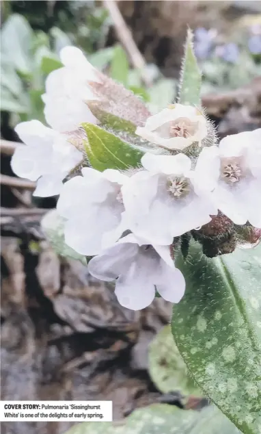  ?? ?? COVER STORY: Pulmonaria ‘Sissinghur­st White’ is one of the delights of early spring.