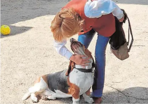  ?? // ABC ?? Ejemplar de basset hound, animal doméstico, un eficaz sabueso de rastro