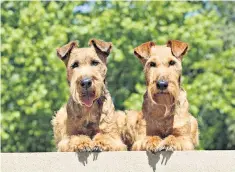  ?? ?? Royal favourites: a pair of Irish terriers. King Edward VII had a fondness for the dogs