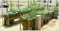  ??  ?? The organic farm on the rooftop