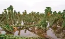  ?? Photograph: Joe Giddens/PA ?? Brussels sprouts at TH Clements farm, which has lost about 20% of its total winter crops.