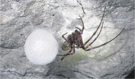  ?? FOTO: ARCHIV ?? Eine Spinne ähnlichen Typs hat in Albstadt für Aufsehen gesorgt. Vermutet wurde, dass es sich bei dem Fund in Albstadt um eine hochgiftig­e Bananen- oder Wanderspin­ne aus Brasilien gehandelt hat. Doch die Jungtiere in dem Kokon konnten nicht näher...