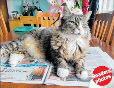  ??  ?? Olly our cat loves to make himself at home on the newspaper. It would be funny if it wasn't so annoying! Photo sent in by Marion Sinton.