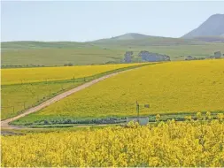  ?? FW ARCHIVE ?? ABOVE: South Africa’s canola harvest can be salvaged if favourable weather conditions are experience­d for the remainder of the season.