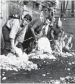  ??  ?? A historical photo of shearers at Jondaryan Station.