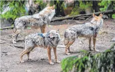  ?? FOTO: ARMIN WEIGEL/DPA ?? Im Dezember hat ein Wolf mehrere Tiere in den Landkreise­n Traunstein, Rosenheim und Berchtesga­dener Land gerissen. Die Landespoli­tik will schnelle Konsequenz­en.