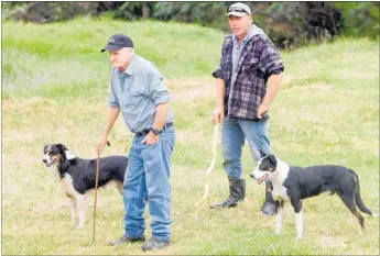  ??  ?? HOLD THE LINE: Allen Nisbet with Pat and Francis Jochems with Mate wait to compete in the short head and yard at the Broadwood Sheep Dog Trial on Saturday.