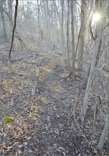  ?? (Courtesy Photo/Amanda Bancroft) ?? “Two trails merge in the woods five miles south of Fayettevil­le. A natural ‘doorway’ (where saplings have grown up parallel to each other, twisted with vines) makes paths feel intentiona­l but unobtrusiv­e,” says Amanda Bancroft.