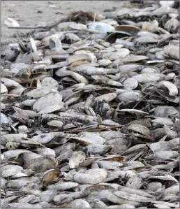  ??  ?? The carpet of shells on Rosslare beach last week.