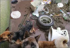  ??  ?? Foxy and Kiba were found living in “complete squalor” at a Cork house.