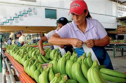  ?? PHOTO: REUTERS ?? Ecuador supplies 30 per cent of New Zealand’s bananas.