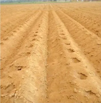  ??  ?? Tobacco ridges with planting holes marked out ready for transplant­ing