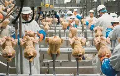  ?? NATI HARNIK/AP ?? Workers process chickens at a poultry plant in 2019 in Fremont, Neb. The USDA is considerin­g new rules for processors.