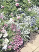  ??  ?? BURST. Diascia Romeo is ideal for small gardens.