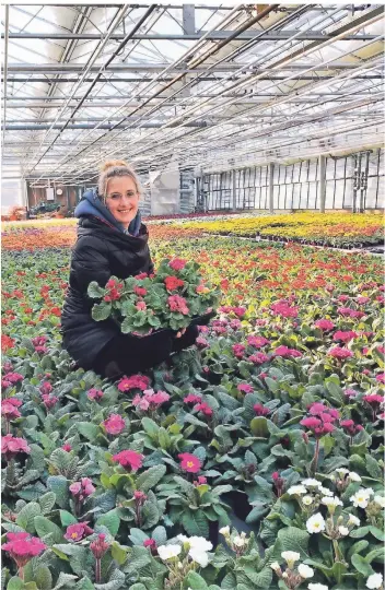  ?? FOTO: LANDGARD ?? Mareike van Adrichem leitet mit ihren Eltern den Gartenbaub­etrieb in Walbeck. Neben Lavendel, Dahlien, Begonien, Dianthus und blühenden Topfstaude­n werden im Winter und Frühjahr auch Primeln angebaut.