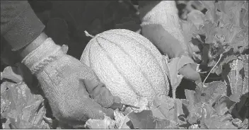  ?? SUN ?? FILE PHOTO BY RANDY HOEFT/YUMA IN THIS 2019 PHOTO, a worker with Sunrise Packing cuts a Dulcinea Farms extra sweet cantaloupe in a field in the Yuma Valley.
INDUSTRY FACING SOME CHALLENGES