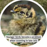  ??  ?? Younger birds became a problem
when counting in late July