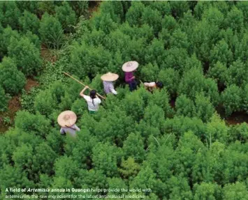  ??  ?? A field of Artemisiaa­nnua in Guangxi helps provide the world with artemisini­n, the raw ingredient for the latest antimalari­al medicine