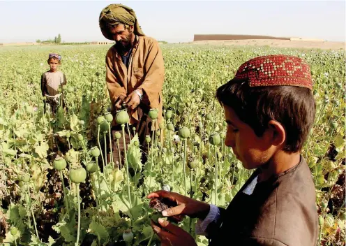  ??  ?? Pour financer leur djihad, les talibans prélèvent des taxes sur les fermiers producteur­s de pavot et les trafiquant­s. PHOTO AFP