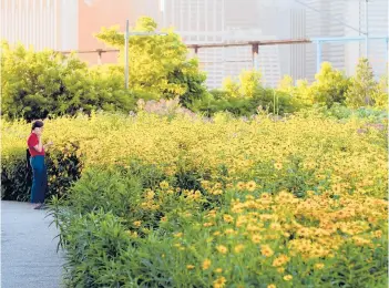  ?? ETIENNE FROSSARD VIA THE NEW YORK TIMES ?? Perennial oxeye sunflowers are on display at Brooklyn Bridge Park in New York.