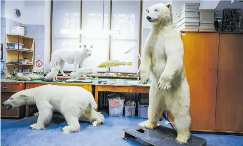  ?? [APA/Eva Manhart] ?? Eisbären machen in der aktuellen Sonderauss­tellung im Naturhisto­rischen Museum auf den Klimawande­l aufmerksam. Auch intern ist dieser Thema.