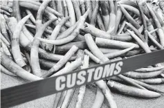  ??  ?? File photo shows ivory tusks seized by Hong Kong Customs are displayed at a news conference in Hong Kong, China. — Reuters photo