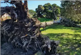  ?? ?? A downed tree lies along Asilomar Blvd in Pacific Grove.