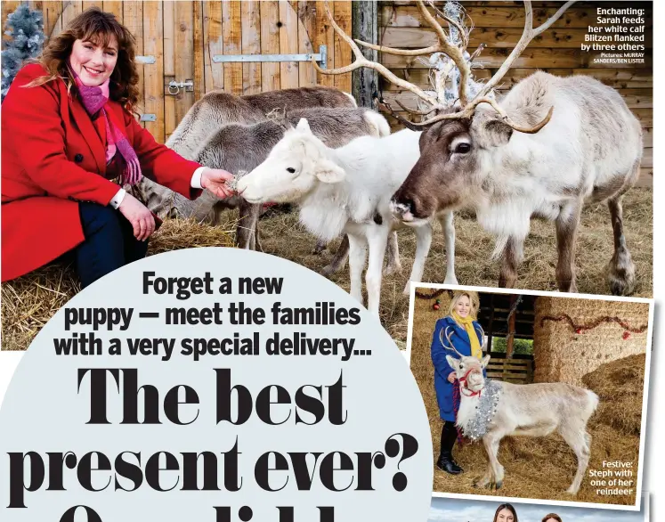  ?? Pictures: MURRAY SANDERS/BEN LISTER ?? Enchanting: Sarah feeds her white calf Blitzen flanked by three others
Festive: Steph with one of her reindeer